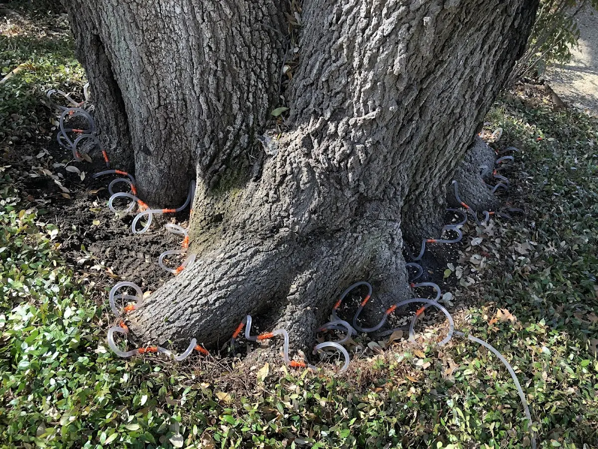 Detailed Tree Cabling and Bracing job site in Wake Forest