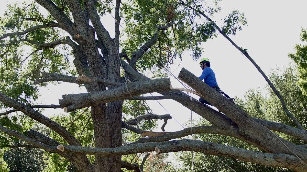 Professional Crown Thinning performed by certified arborists in Wake Forest